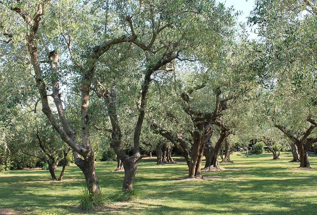 Isola Degli Ulivi Bed & Breakfast Rimini